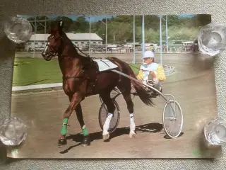 Hesteplakat med Tarok