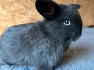 Minilop unge (sort chinchilla)