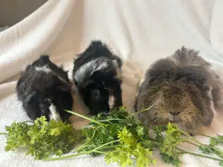 3 skønne piger