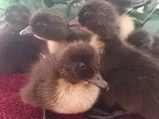 Daggamle Cayuga ællinger,sunde og robuste 