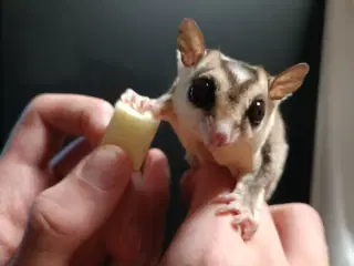 Sugar glider - Haster BYD