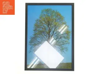 Plakat med træmotiv i ramme (str. 30x42 cm)