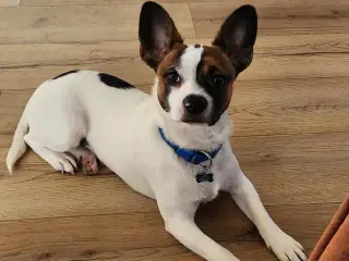 Blandings hund sælges