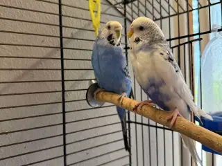 To undulater med bur