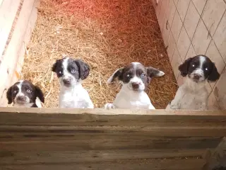 Springer Spaniel hvalpe 