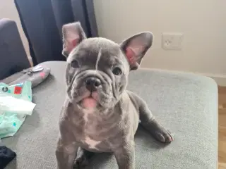 American bully 