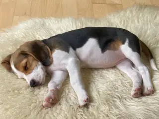 Beagle pigehvalp