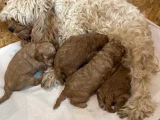 cockapoo hvalpe