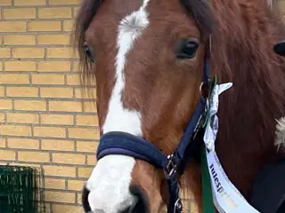 Fantastisk welsh pony