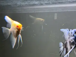 Akvarie Fisk 4 stk