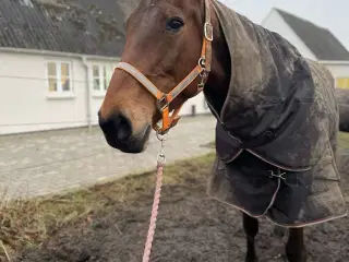 Hest