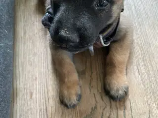 hundehvalp 