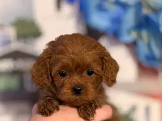 ❤️🐶 Cavapoo hvalpe –  drenge Tilbage  🐶