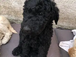 Goldendoodle hvalpe 