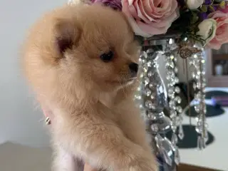Hej 4 søde pomeranian-hvalpe søger kærlige ejere 