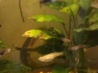 FLOTTE og SUNDE guppy