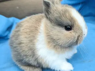 Hermelin kaninunge sælges 