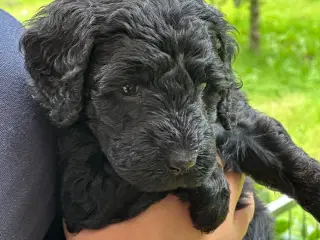 Sorte Goldendoodle F1bb-mini hvalpe