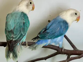 Rødhovedet dværgpapegøje