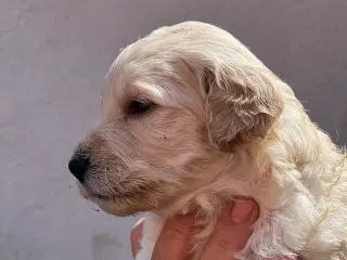 Goldendoodle hvalpe