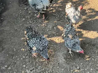 Wyandotter sølvsortrandet