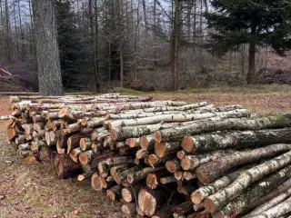 Flot birkebrænde - 12 rummeter