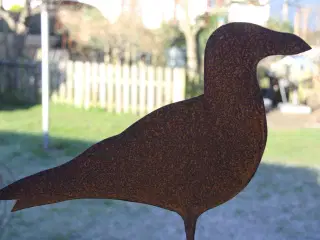 Måge på sten