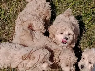 Maltipoo hvalpe