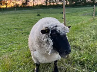 Oxforddown