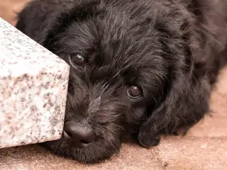 Labradoodle hvalpe sælges 