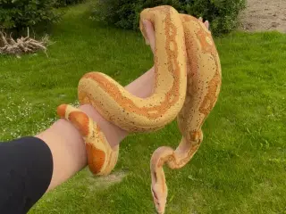 Kongeboa