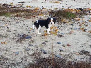 Cavalier king charles spaniel 