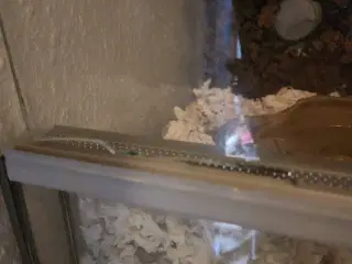 2 Kongepython med terrarie pris pr stk 