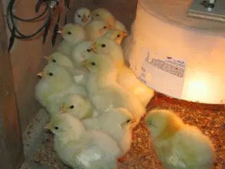 Lys sussex kyllinger