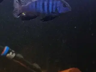 Cichlider salousi yngel