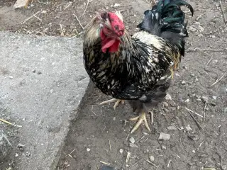 Wyandotter haner