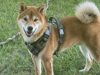 Shiba Inu