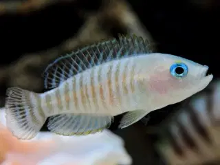 SneglehusCichlide (Neolamprologus multifasciatus)