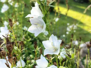 Campanula. Smalbladet Klokke. Persicifolia Alba