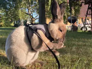 Stampe søger nyt hjem🐰