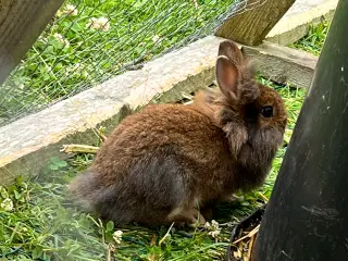 Lille, pjusket, brun kaninunge søger nyt hjem