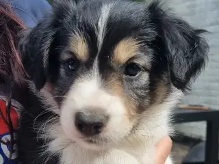 Border colliehvalpe med stamtavle