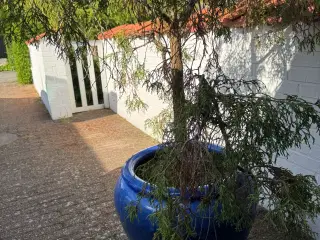 Krukke med plante