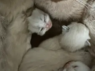 Ragdoll Killinger Hankat Hunkat 8 