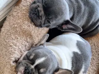 Fransk bulldog hvalpe