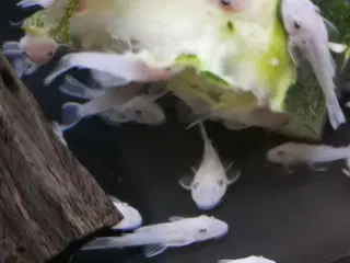 Snow white ancistrus 
