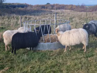 Islandske får og lam