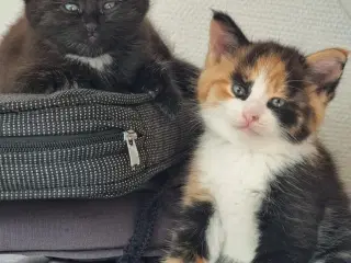 Kattekillinger