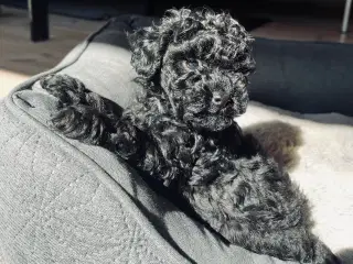 Toy puddel hvalpe sælges