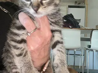 🐾 Sød hankilling søger kærligt hjem 🐾